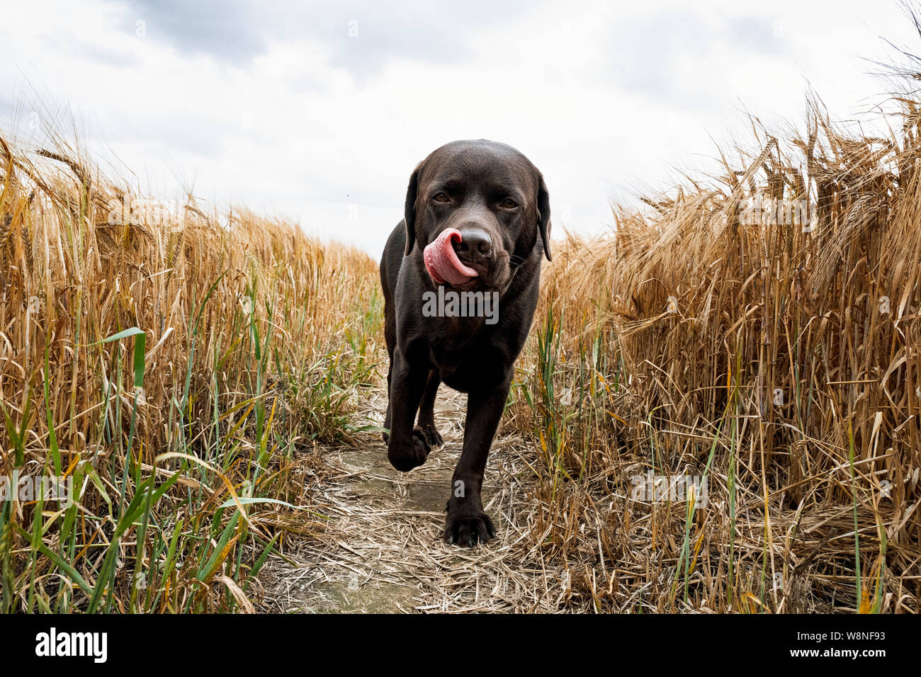 Show line labrador hires stock photography and images Alamy