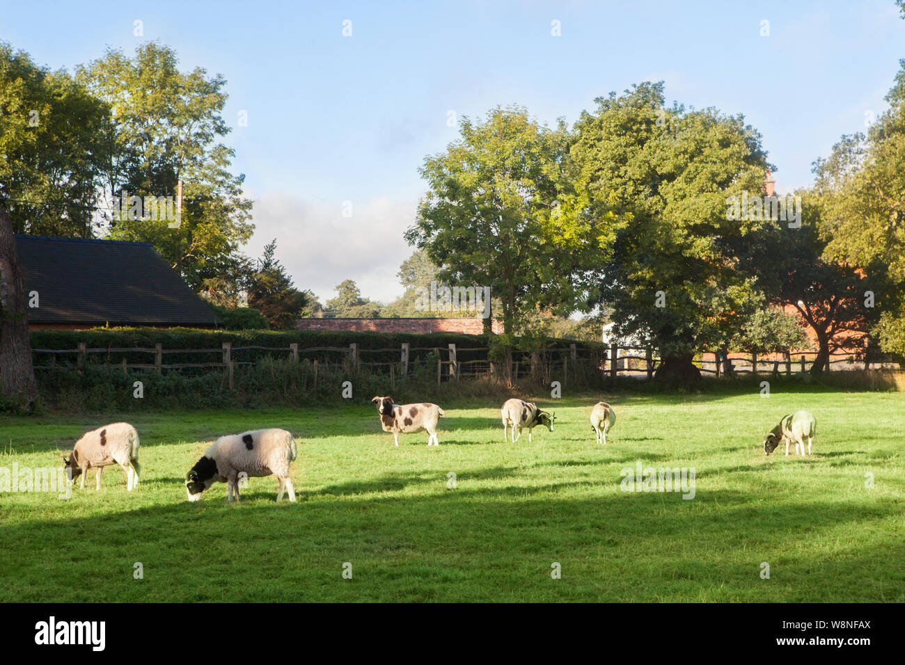 Farm Animals - Sheep Stock Photo