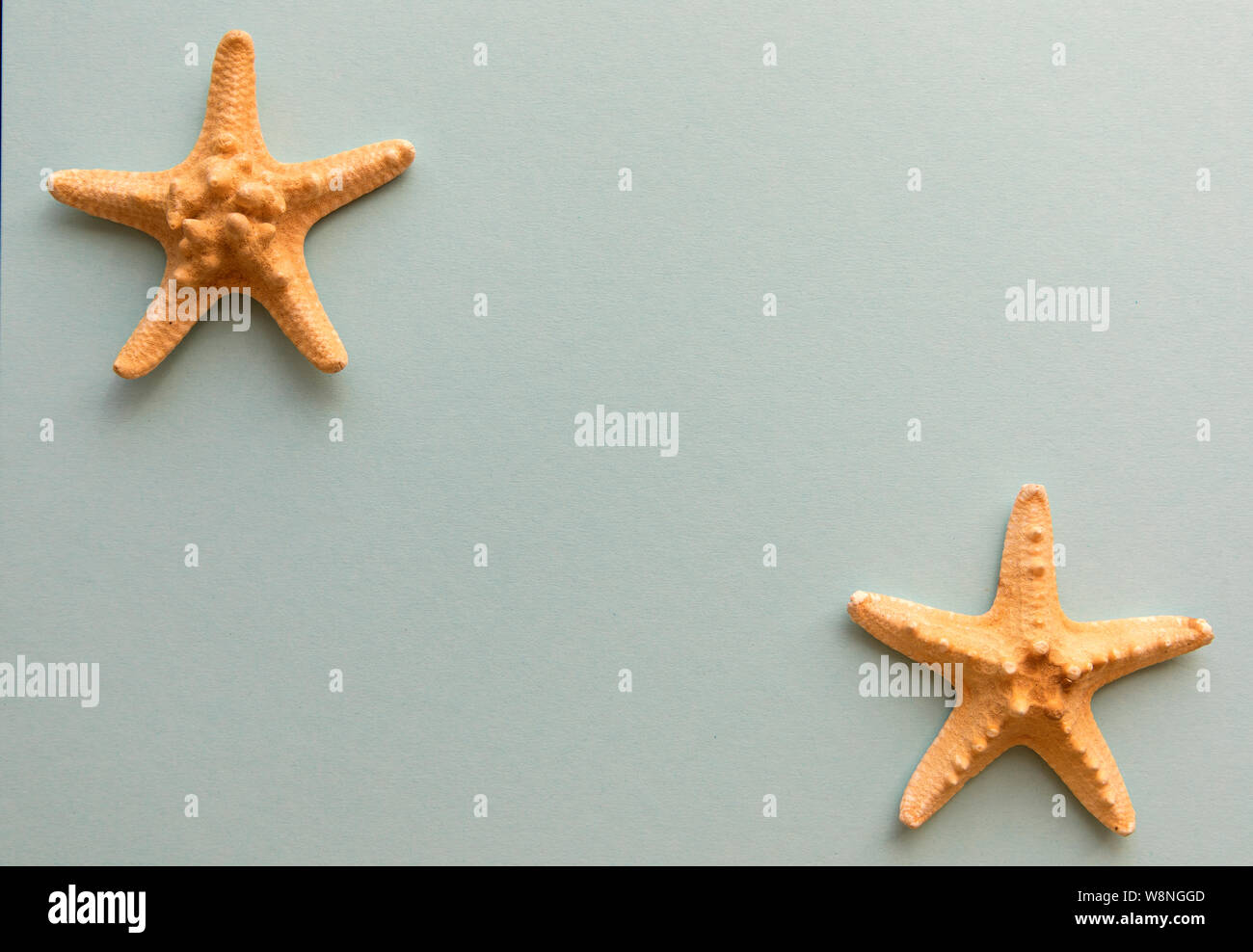 Different shells isolated on a blue background Stock Photo