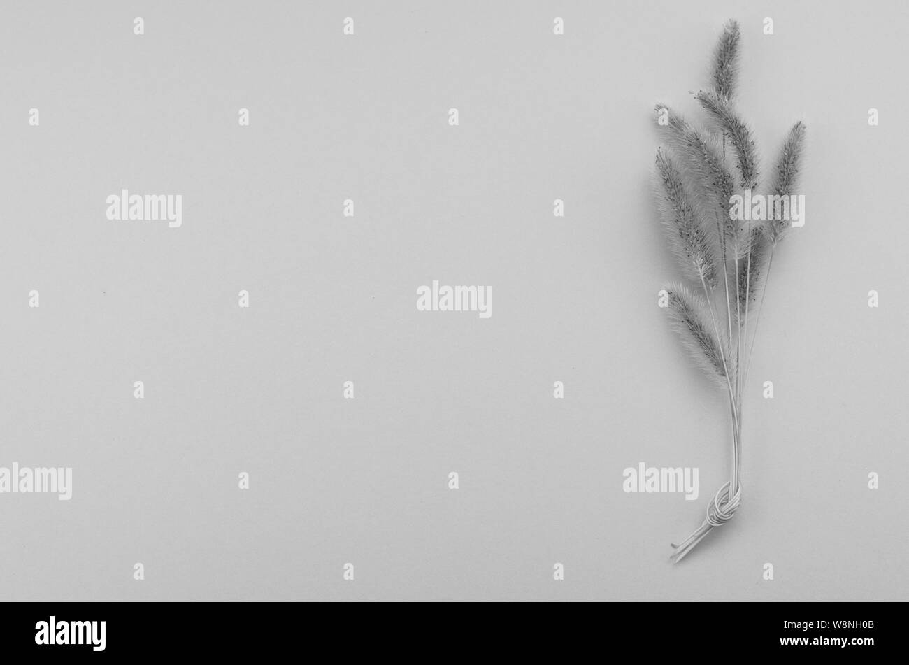 macro view of green pennisetum plants part - black and white Stock Photo
