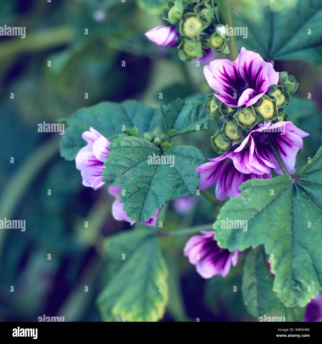 Purple flowers in summer garden Stock Photo - Alamy
