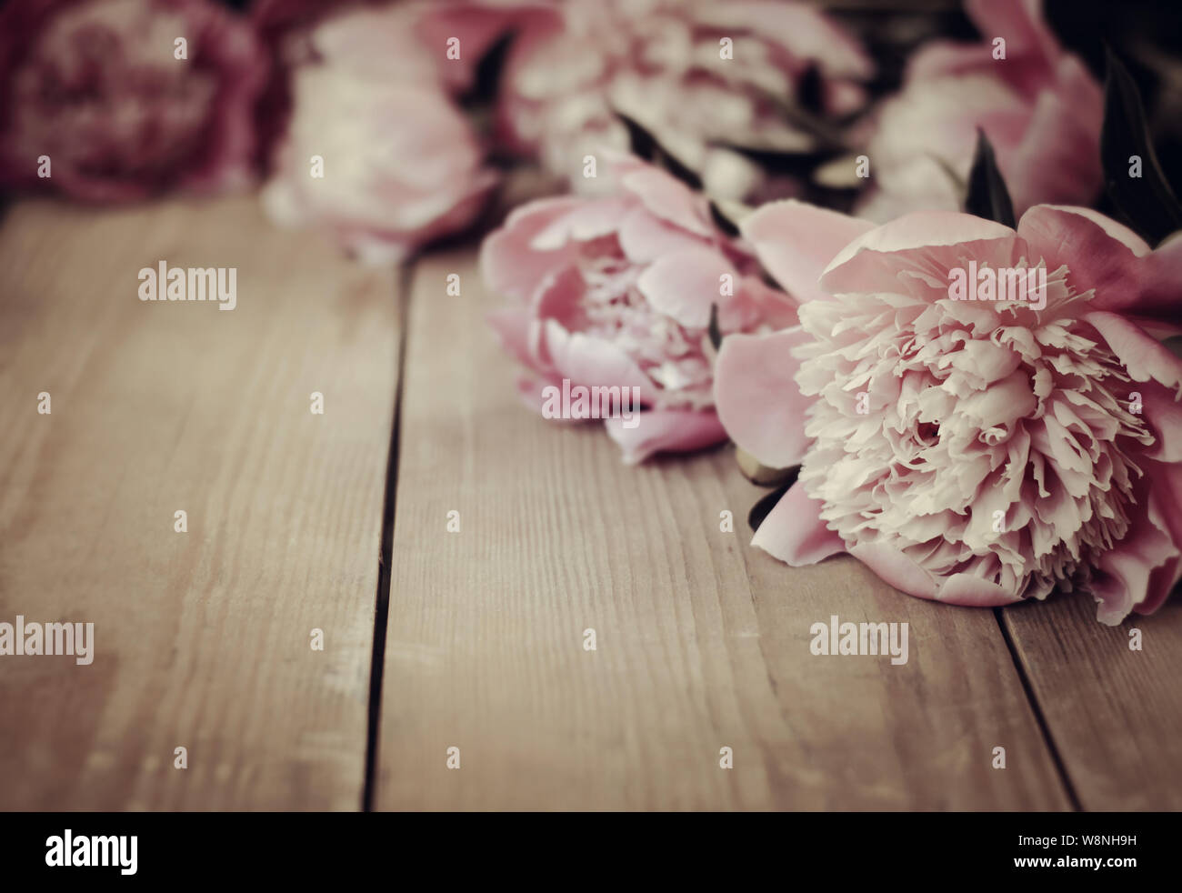 Vintage wooden background and beautiful flowers. Summer pink peonies flowers on vintage wooden background Stock Photo