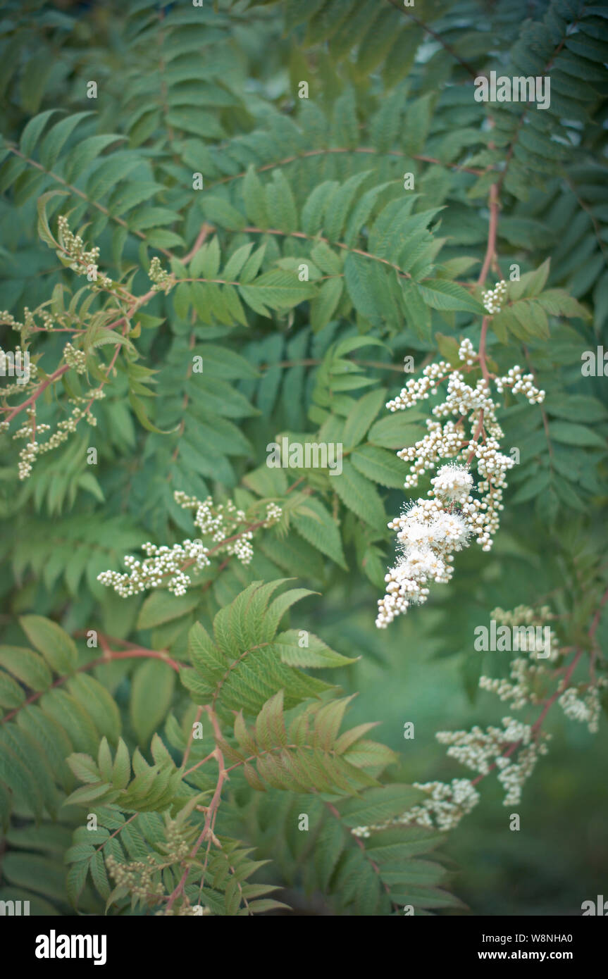 Spirea. Beautiful green floral background with flowering plant sorbaria Stock Photo