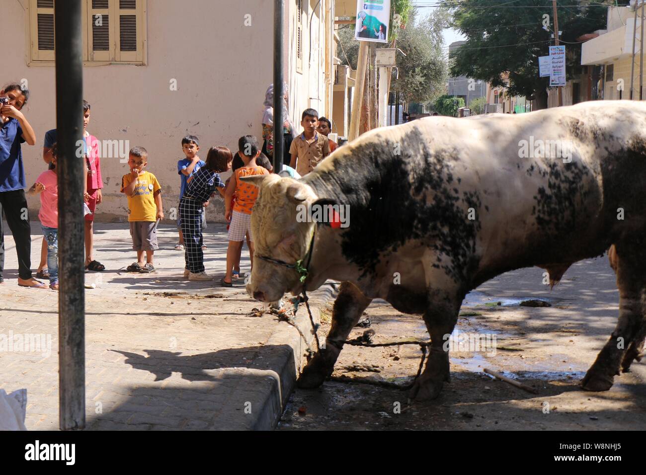 September 10, 2019, Khan Younis, Gaza Strip, Palestinian Territory: Palestinian children play around livestock ahead of Eid al-Adha festival, in Khan Younis in the southern Gaza Strip on August 10, 2019. Muslims across the world are preparing for the Eid al-Adha holiday when custom requires the faithful to make a sacrifice  (Credit Image: © Mariam Dagga/APA Images via ZUMA Wire) Stock Photo