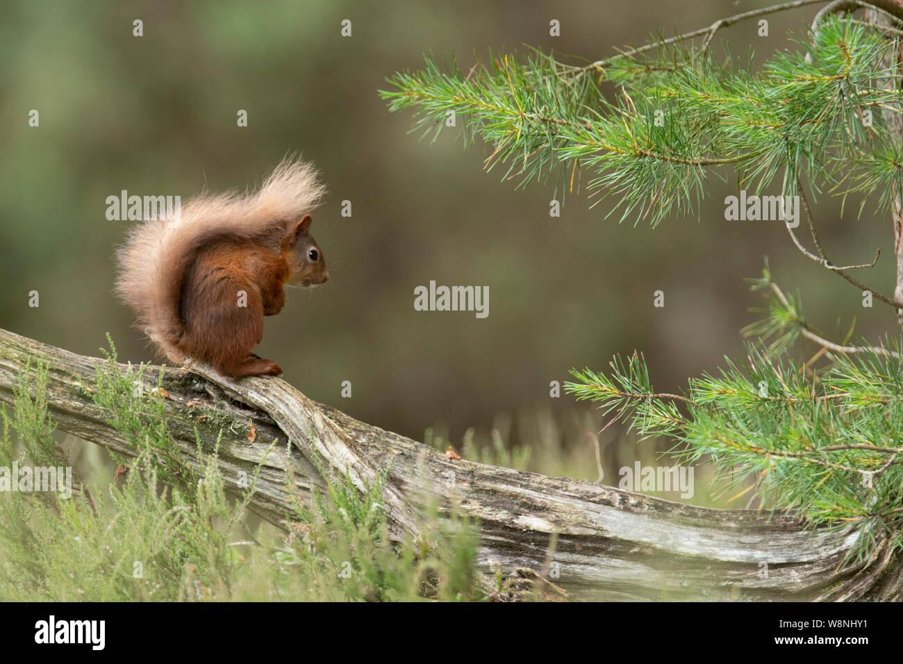 Red Squirrel (Sciurus vulgaris) sitting on fallen tree on the Black Isle in July Stock Photo