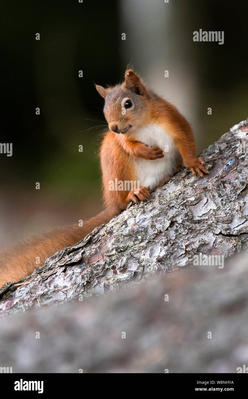 Red Squirrel (Sciurus vulgaris) sitting on fallen tree on the Black Isle in July Stock Photo