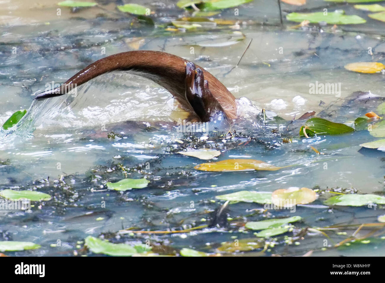European Otter Diving In A Lake Stock Photo Alamy