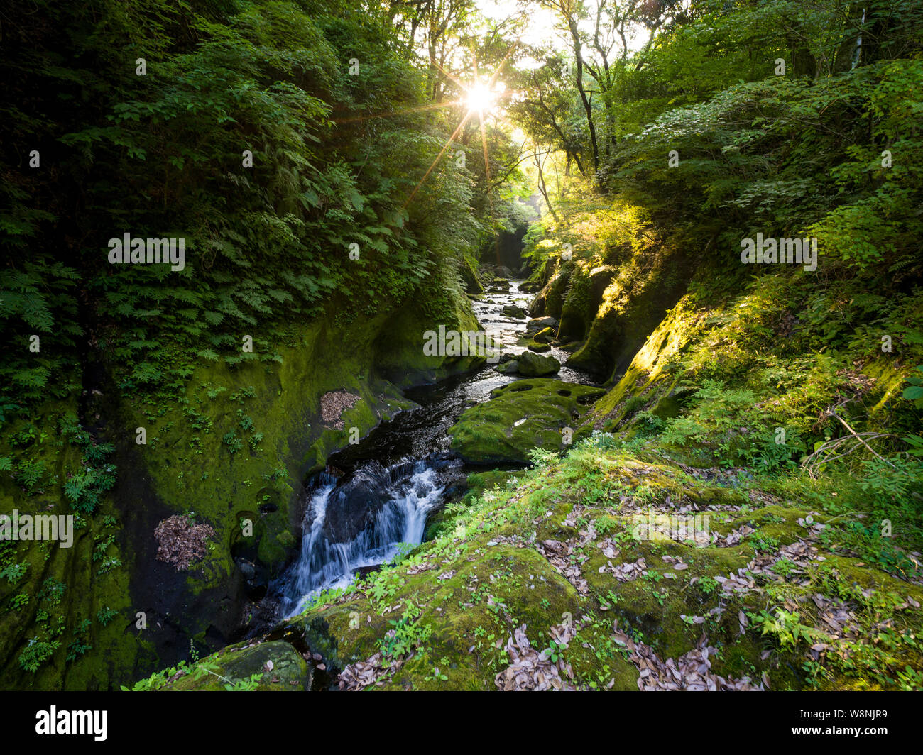 Cascading river with sun shining through thick forest Stock Photo