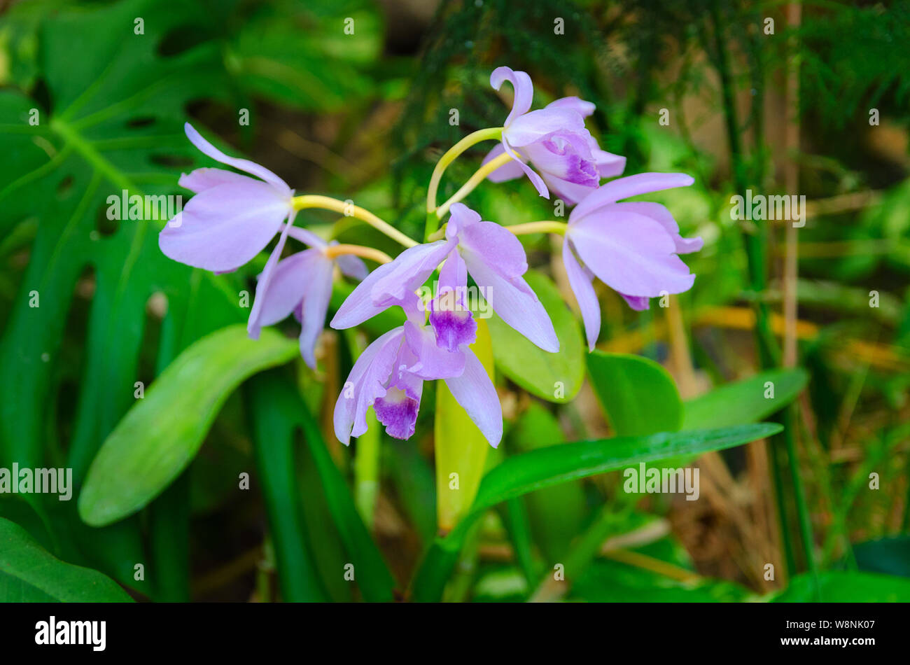 Exotic  Orchid grows in tropical garden. Beautiful Orchids flower background. Stock Photo