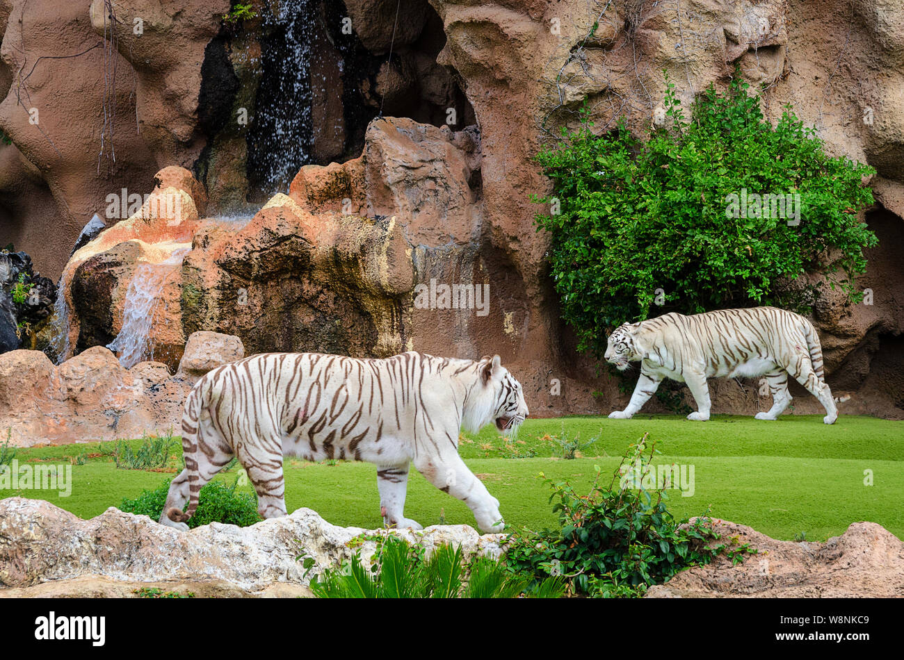 Two white tigers in outdoor Zoo Stock Photo - Alamy
