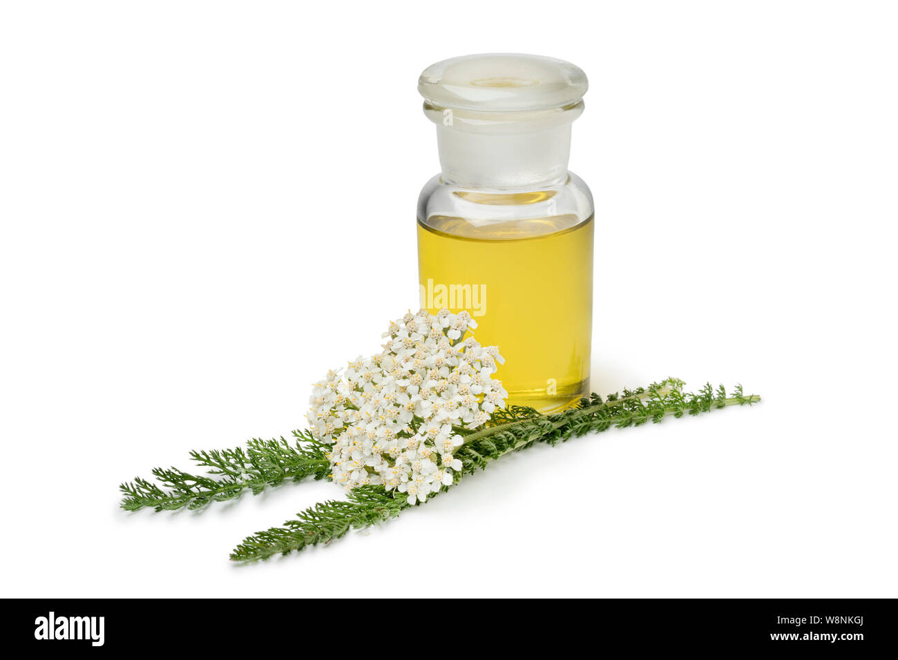 Bottle of yarrow oil and fresh white Common yarrow flowers isolated on white background Stock Photo