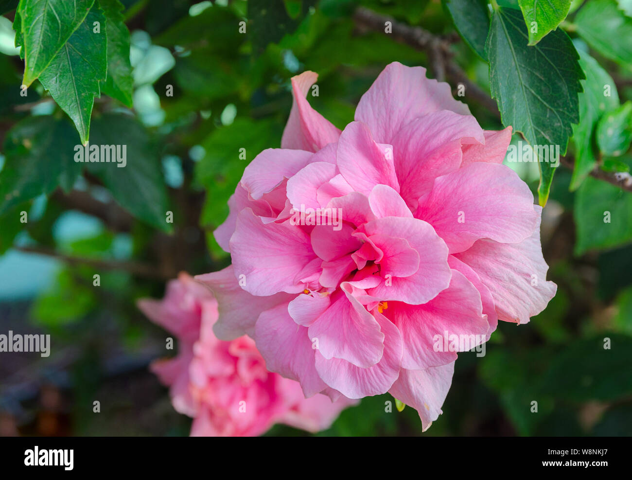 Hibiscus Syriacus Ardens or Deciduous Hibiscus with  green leaves , pink flowering plants growing in subtropical and tropical regions in the world. Vi Stock Photo