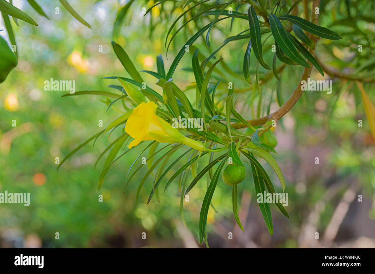 Cascabela thevetia or Thevetia peruviana typical plant in Mexico and