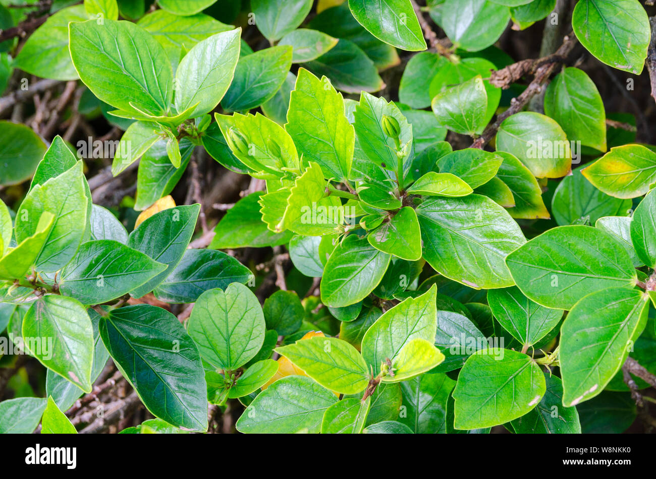 Close up of Hibiscus green leaves. Nature vibrant large background for wallpaper or web design. Stock Photo