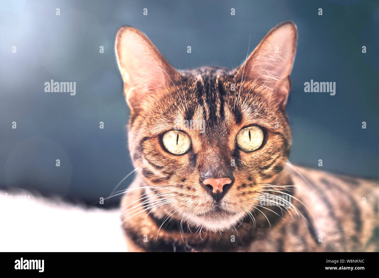 Close up portrait of a bengal cat looking at camera. Stock Photo