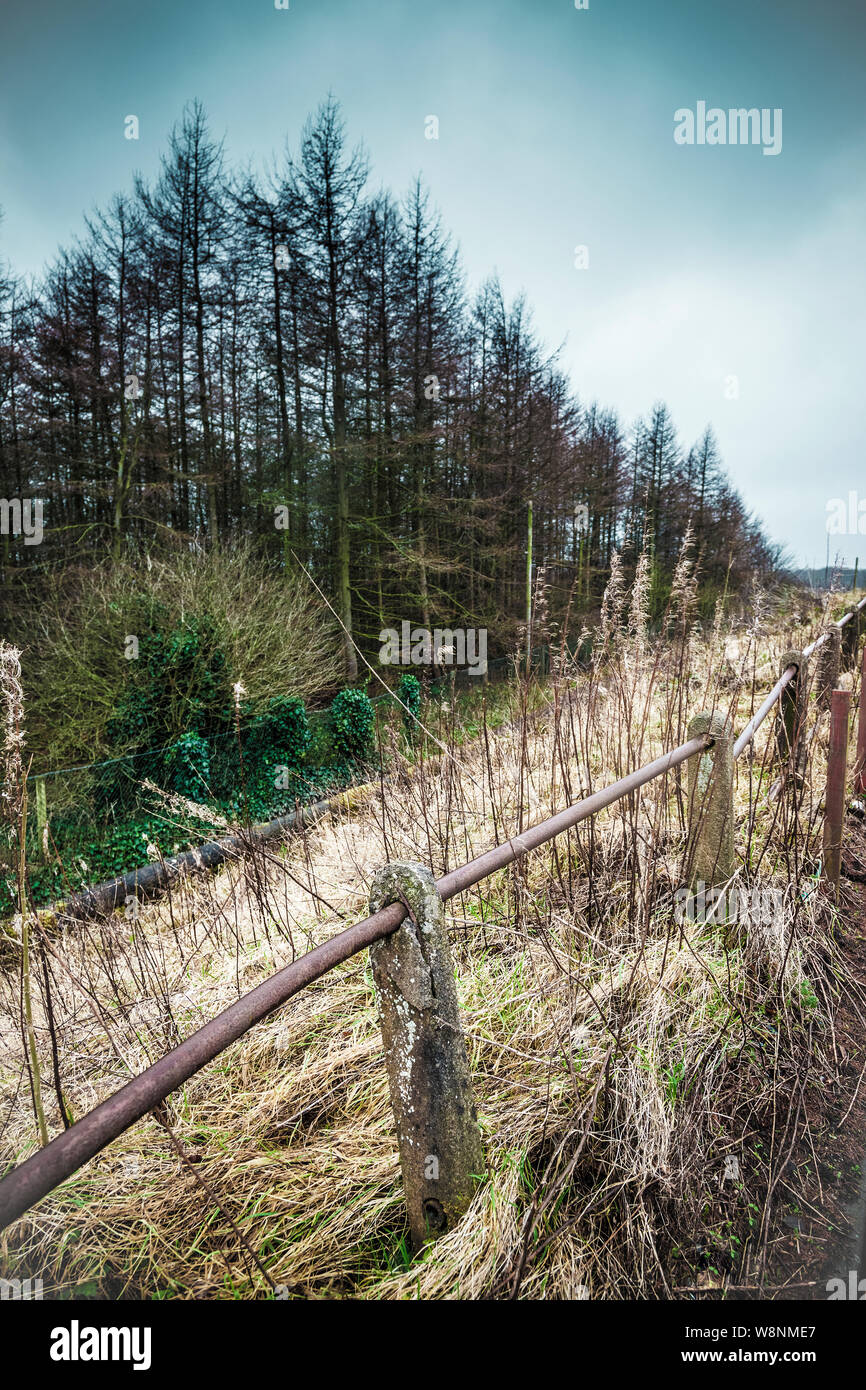 A copse of fir trees, behind scrubland and an old concrete and steel tube fence near Consett, County Durham, England, UK Stock Photo