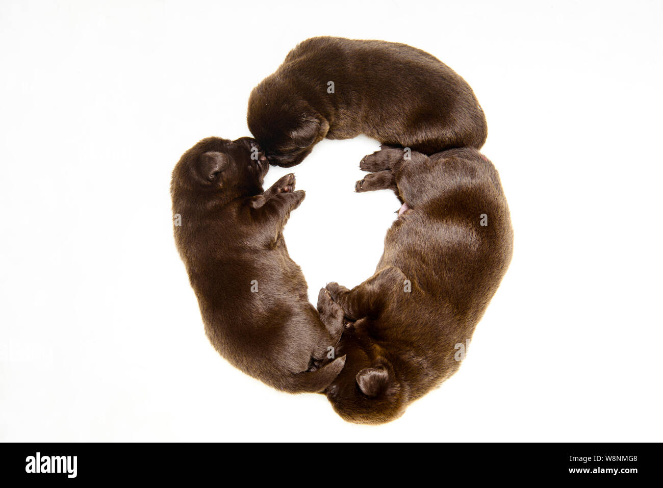 Three newborn chocolate Labrador puppies asleep in a circle Stock Photo