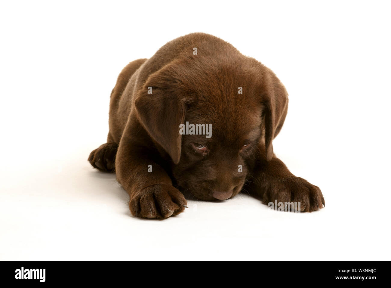 'Naughty Puppy - Seven week old Labrador Puppy with a mischievous look Stock Photo