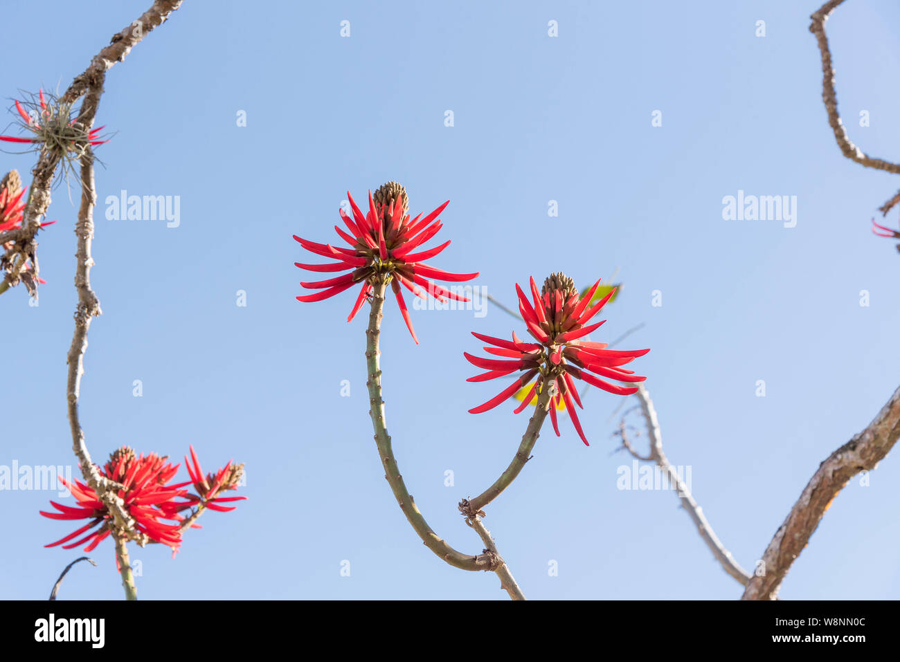 Eritrina Flowers-Chandelier (Erythrina speciosa). Tree that measures 3 to 5 meters high. The plant has thorns and is widely used in landscaping due Stock Photo
