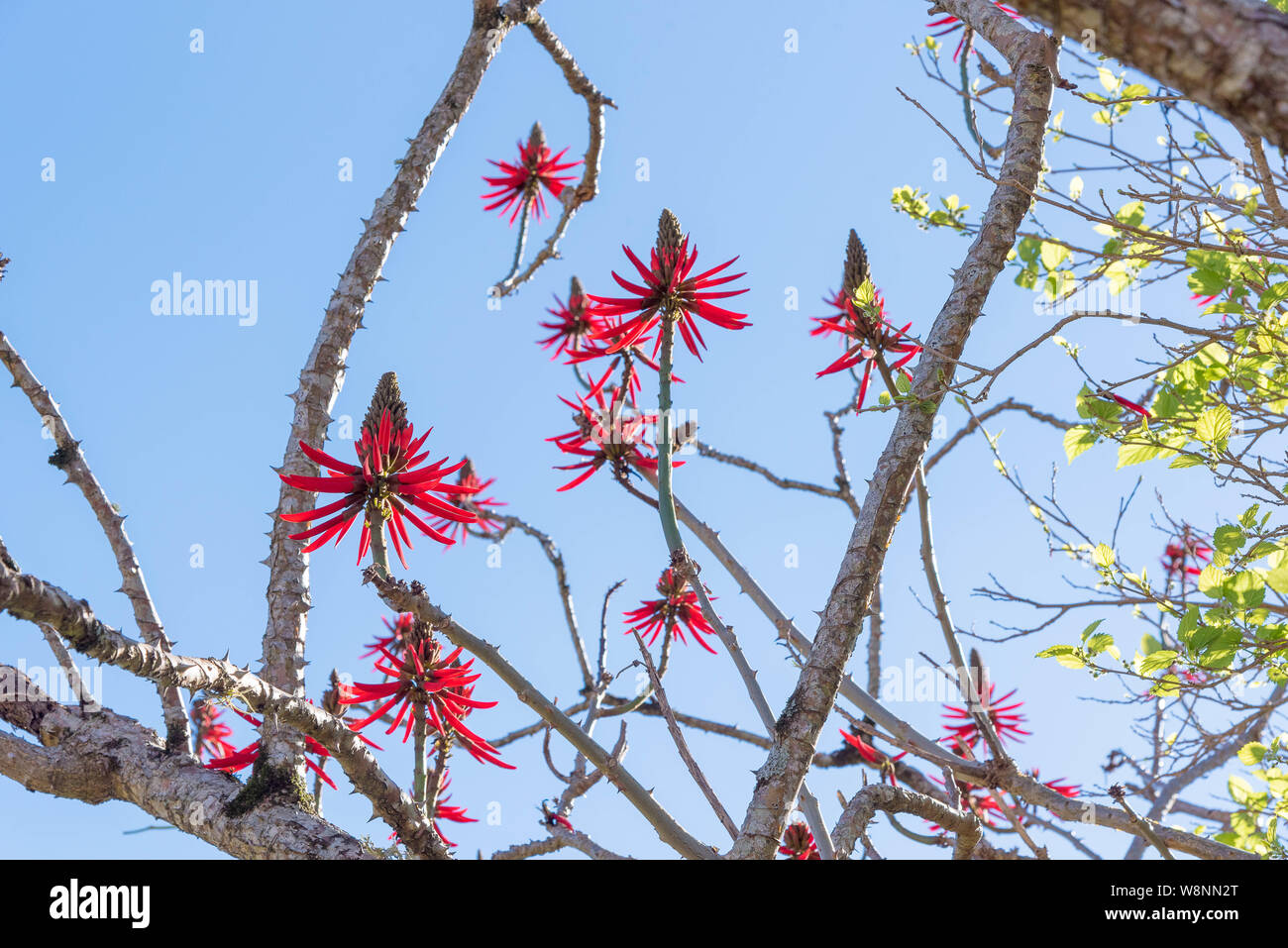 Eritrina Flowers-Chandelier (Erythrina speciosa). Tree that measures 3 to 5 meters high. The plant has thorns and is widely used in landscaping due Stock Photo