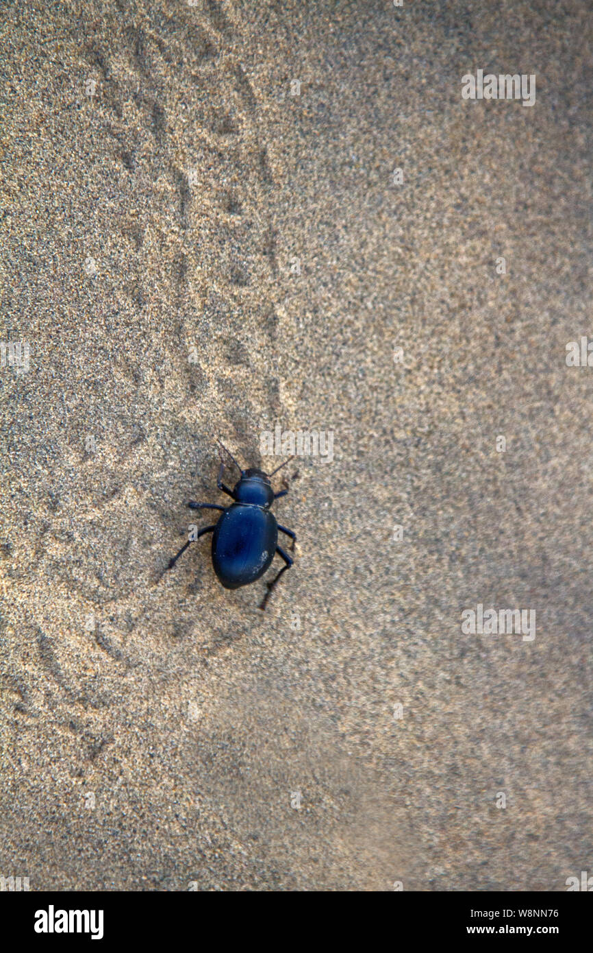 Black beetles (darkling beetles, Blaps gigas) roam sands of Great Indian Desert (Thar), leave chain of tracks; they collect water from morning raw air Stock Photo