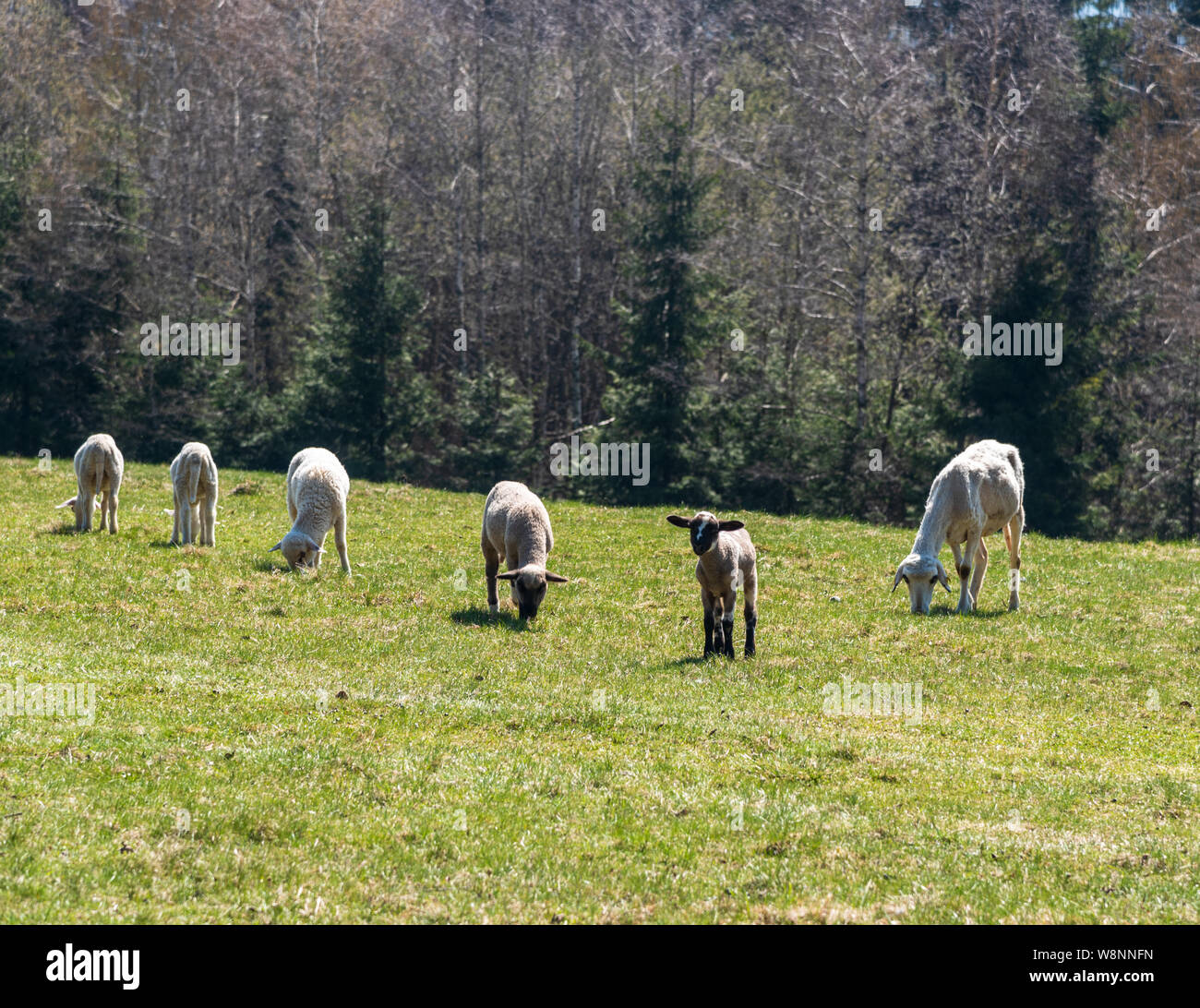 sheep flock feeding on fresh springtime meadow in Javorniky mountains in Slovakia Stock Photo