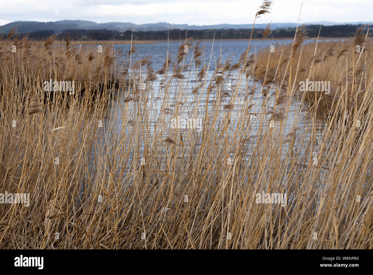 Reedbeds on the River Tay in Fife Scotland Stock Photo
