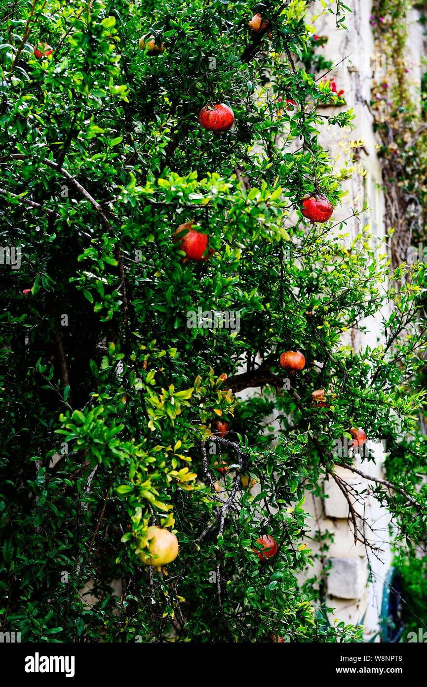 Pomegranate the fruitbearing shrub Stock Photo Alamy