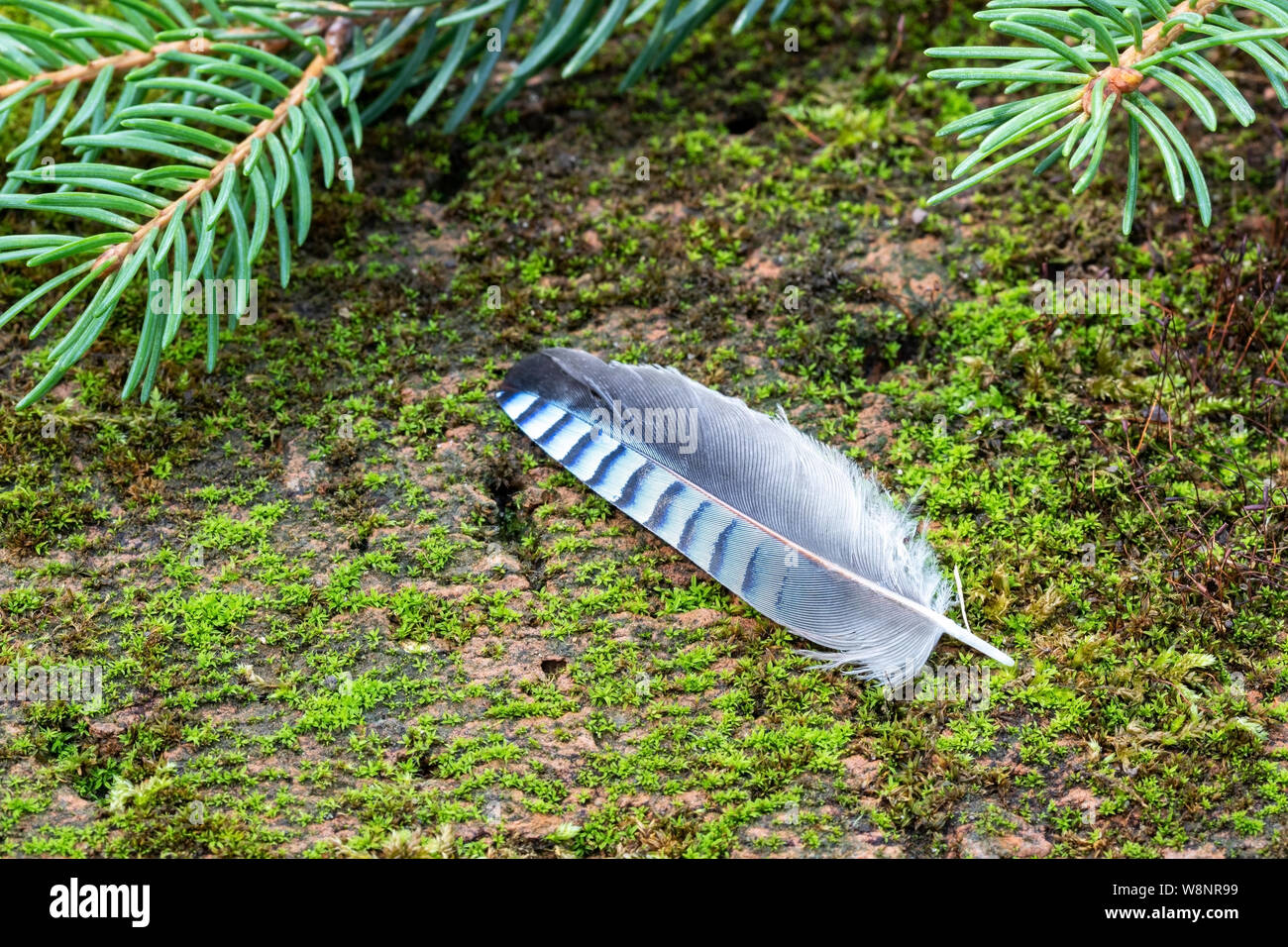 Blue Jay Feather Symbol Of Good Luck With Copy Space Stock Photo Alamy