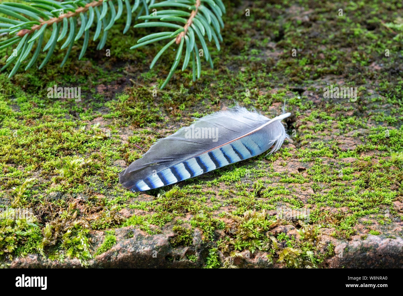 Blue jay feather - symbol of good luck Stock Photo