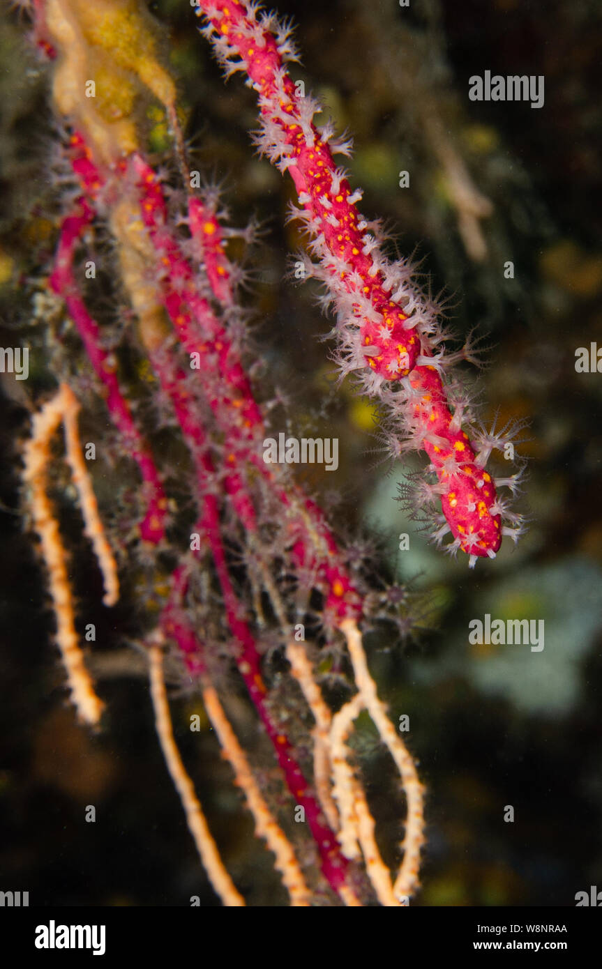 False Red Coral, Parerythropodium coralloides, Alcyoniidae, Tor Paterno Marine Protected Area, Rome, Italy, Mediterranean Sea Stock Photo