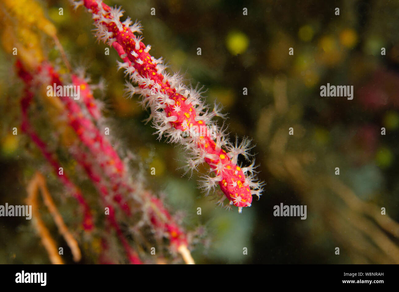 False Red Coral, Parerythropodium coralloides, Alcyoniidae, Tor Paterno Marine Protected Area, Rome, Italy, Mediterranean Sea Stock Photo