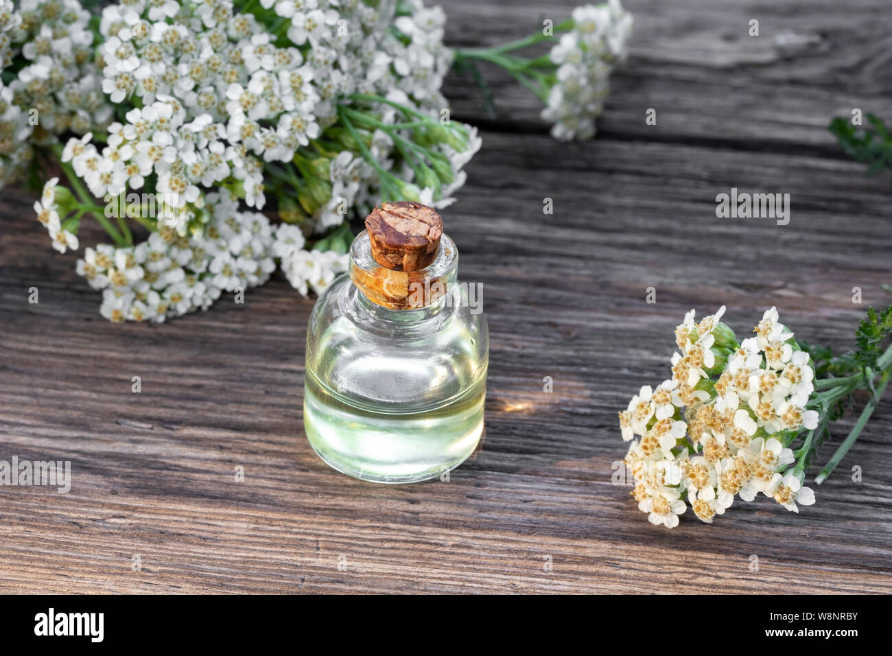 A bottle of essential oil with blooming yarrow plant Stock Photo