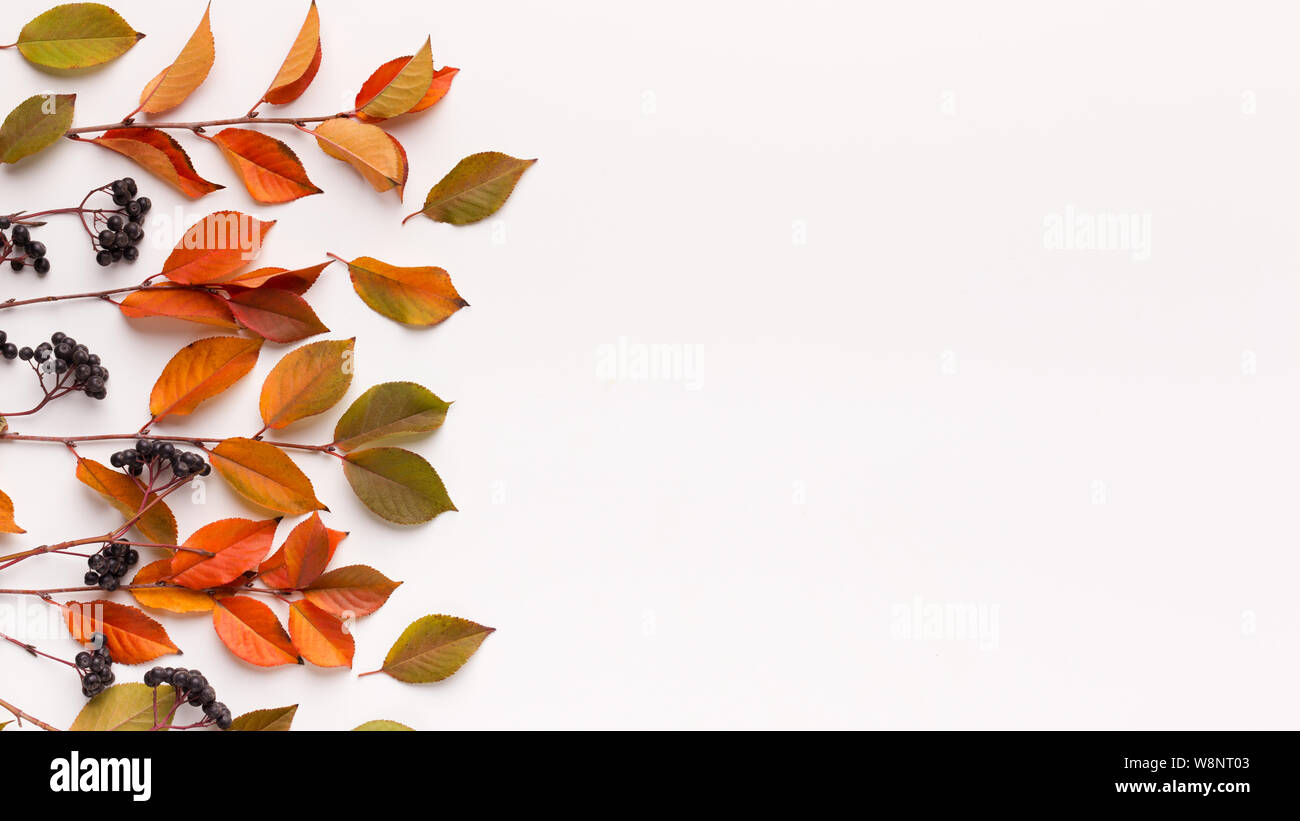 Autumn berries and leaves of elder on white background Stock Photo - Alamy
