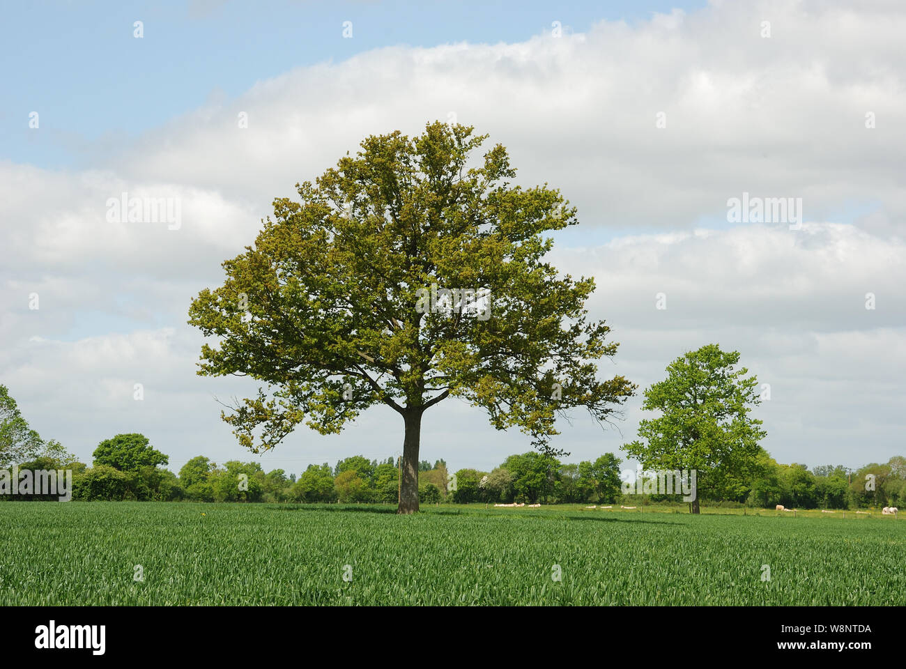 Tree in a field Stock Photo - Alamy