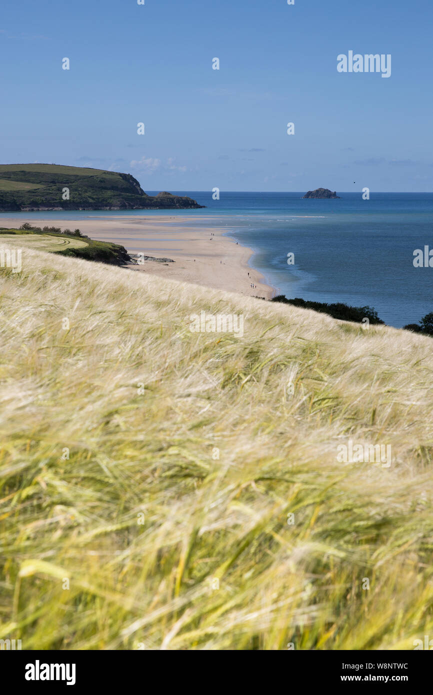 A field of wheat blowing in the wind on the Cornish coast next to a sandy beach and the blue ocean in Padstow, Cornwall, UK with copy space Stock Photo