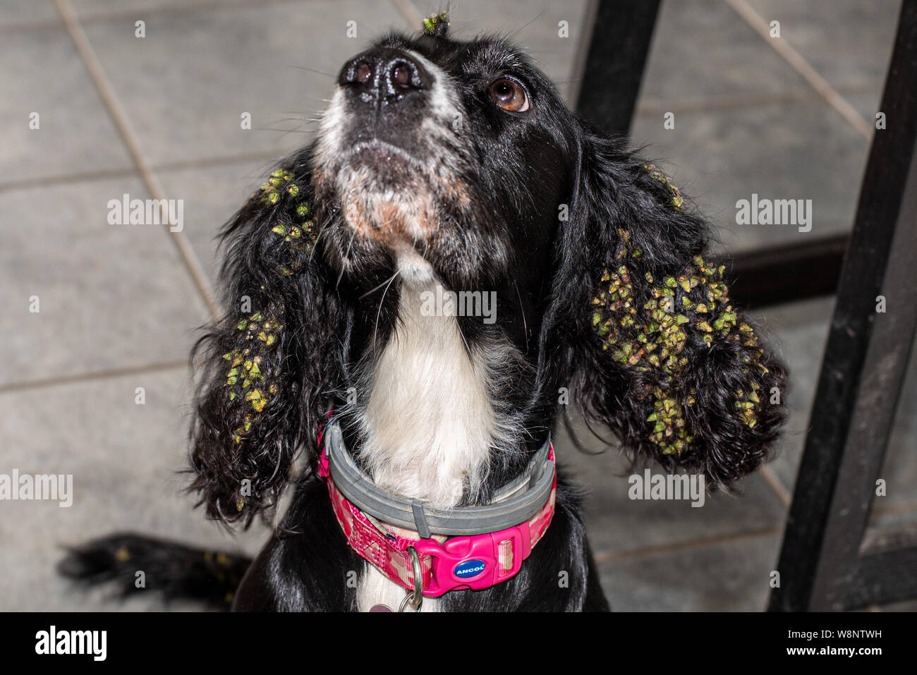 Black cocker spaniel with long ears covered in burs from seed heads entangled in fur after running through long grass Stock Photo