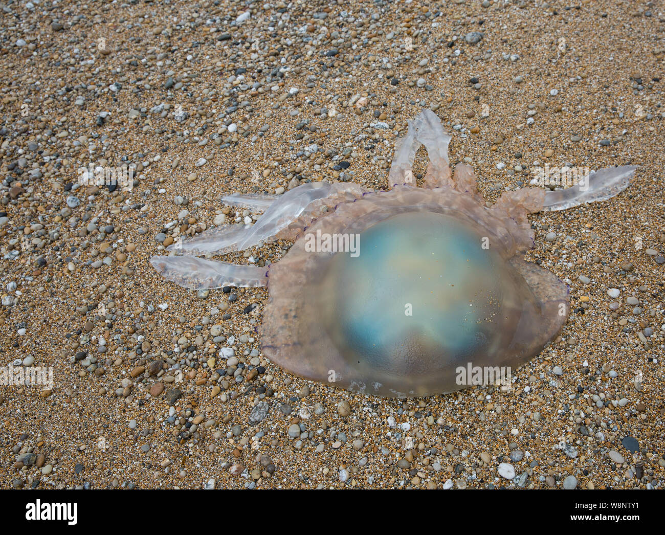A giant barrell Jellyfish washed up on a Cornish beach in an environmental issue image with copy space Stock Photo