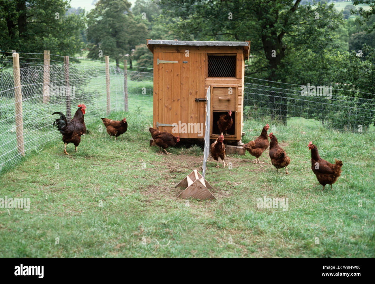 Rhode Island Red Chickens On Free Range Outside Hutch Or House Heavy Egg Laying Breed 