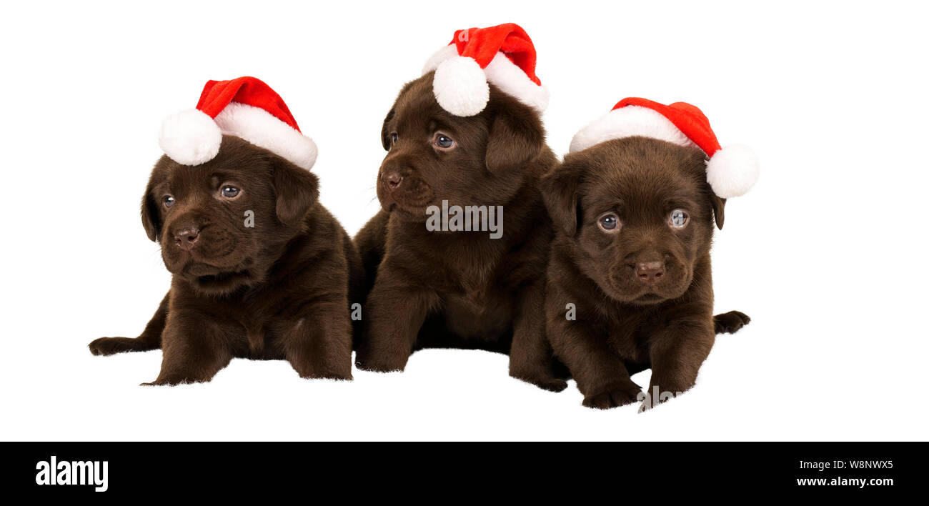 Chocolate Labrador Pup with Father Christmas Hat Stock Photo