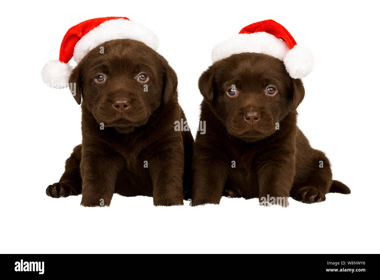Chocolate Labrador Pup with Father Christmas Hat Stock Photo