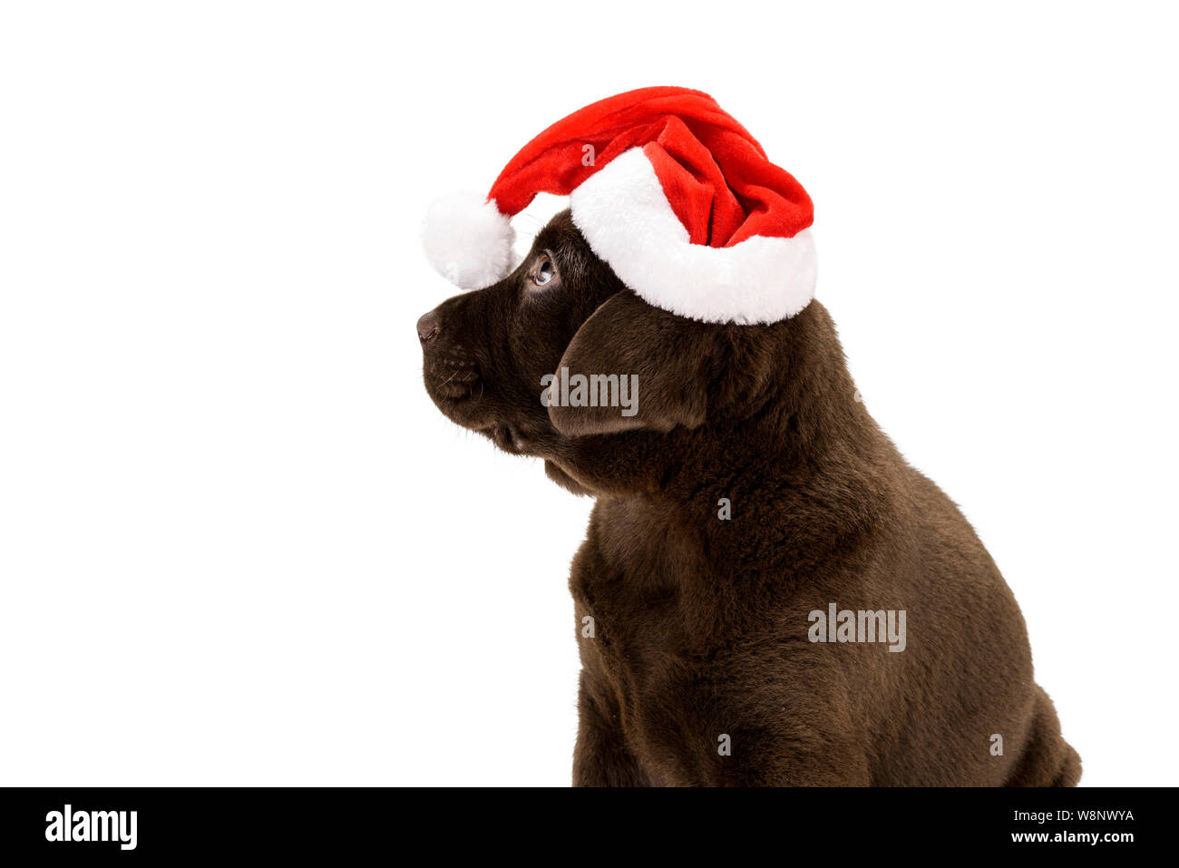 Chocolate Labrador Pup with Father Christmas Hat Stock Photo