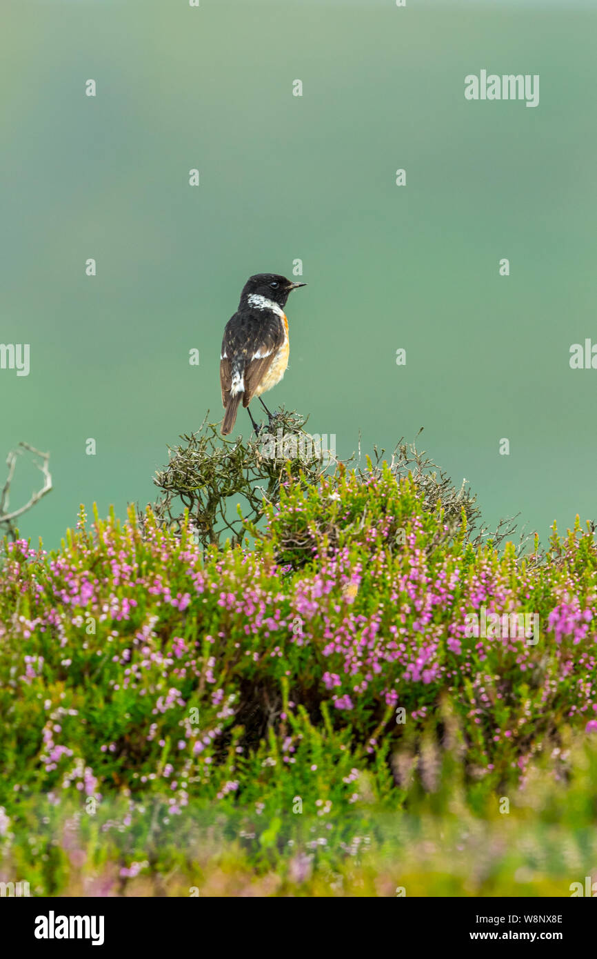 Male Purple Head Hi res Stock Photography And Images Alamy male-purple-head-hi-res-stock-photography-and-images-alamy