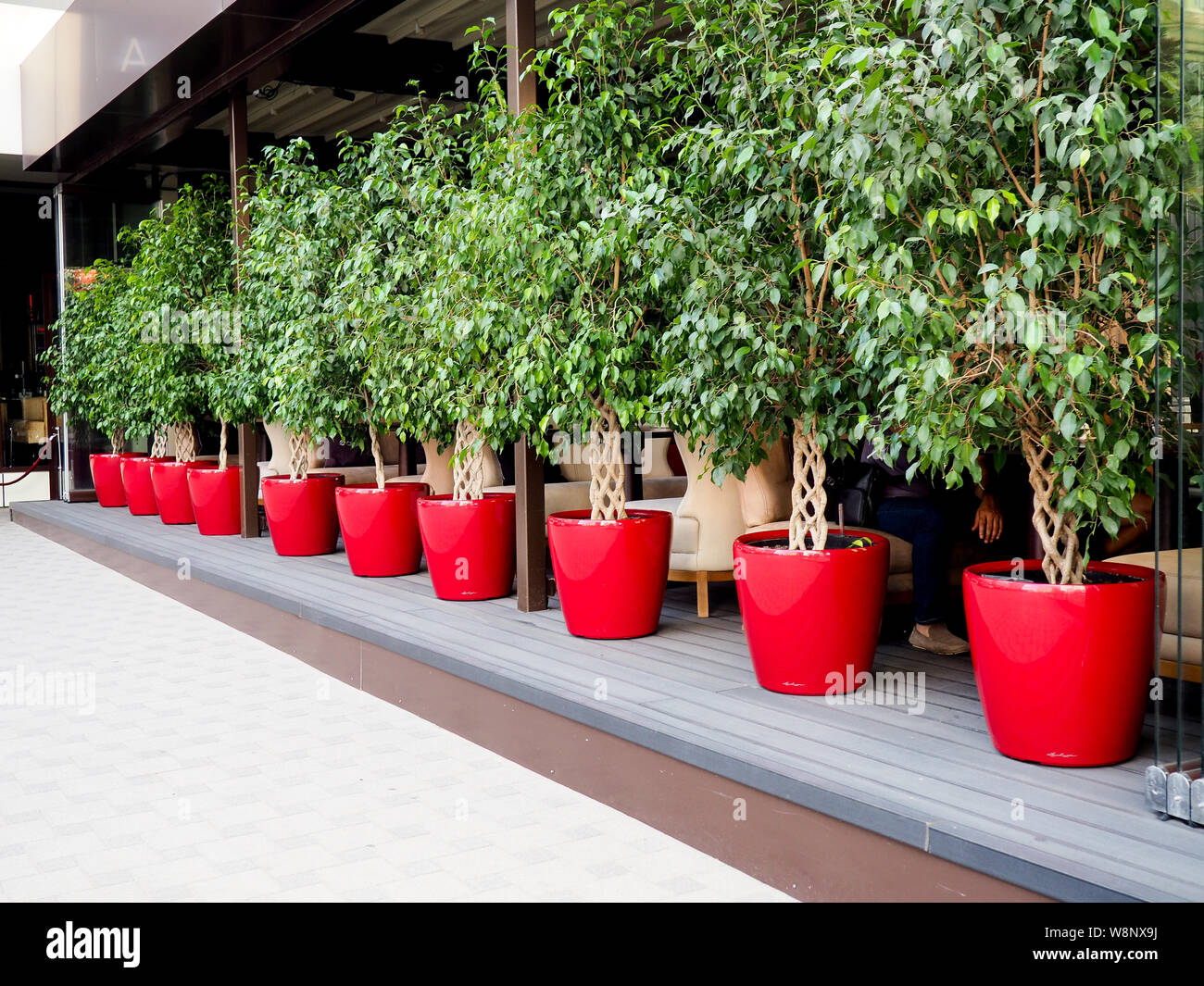 ficus Benjamin outside in red pots Stock Photo Alamy
