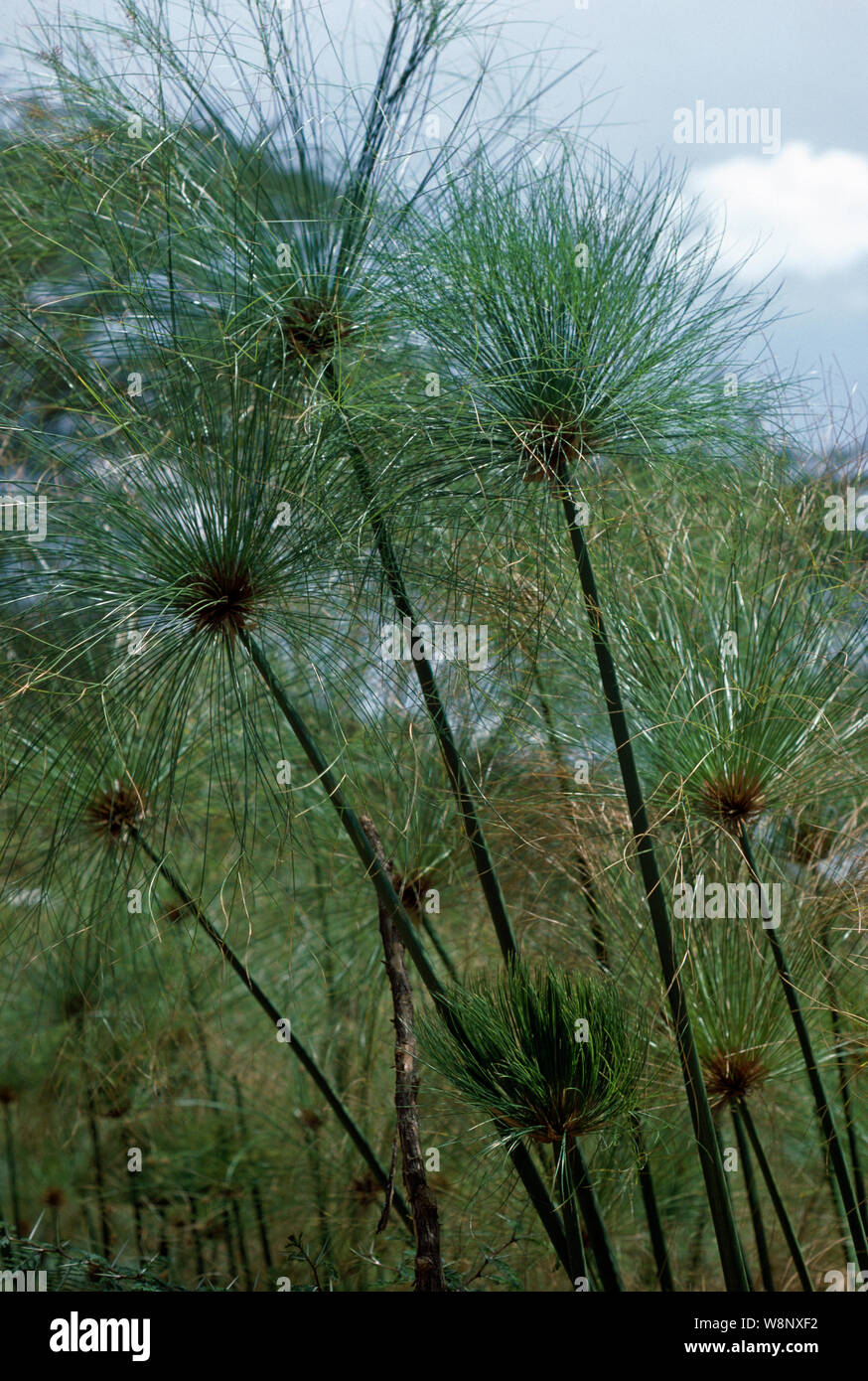 PAPYRUS flower detail (Cyperus papyrus) Lake Naivasha, Kenya EXOTIC GRASSES Stock Photo