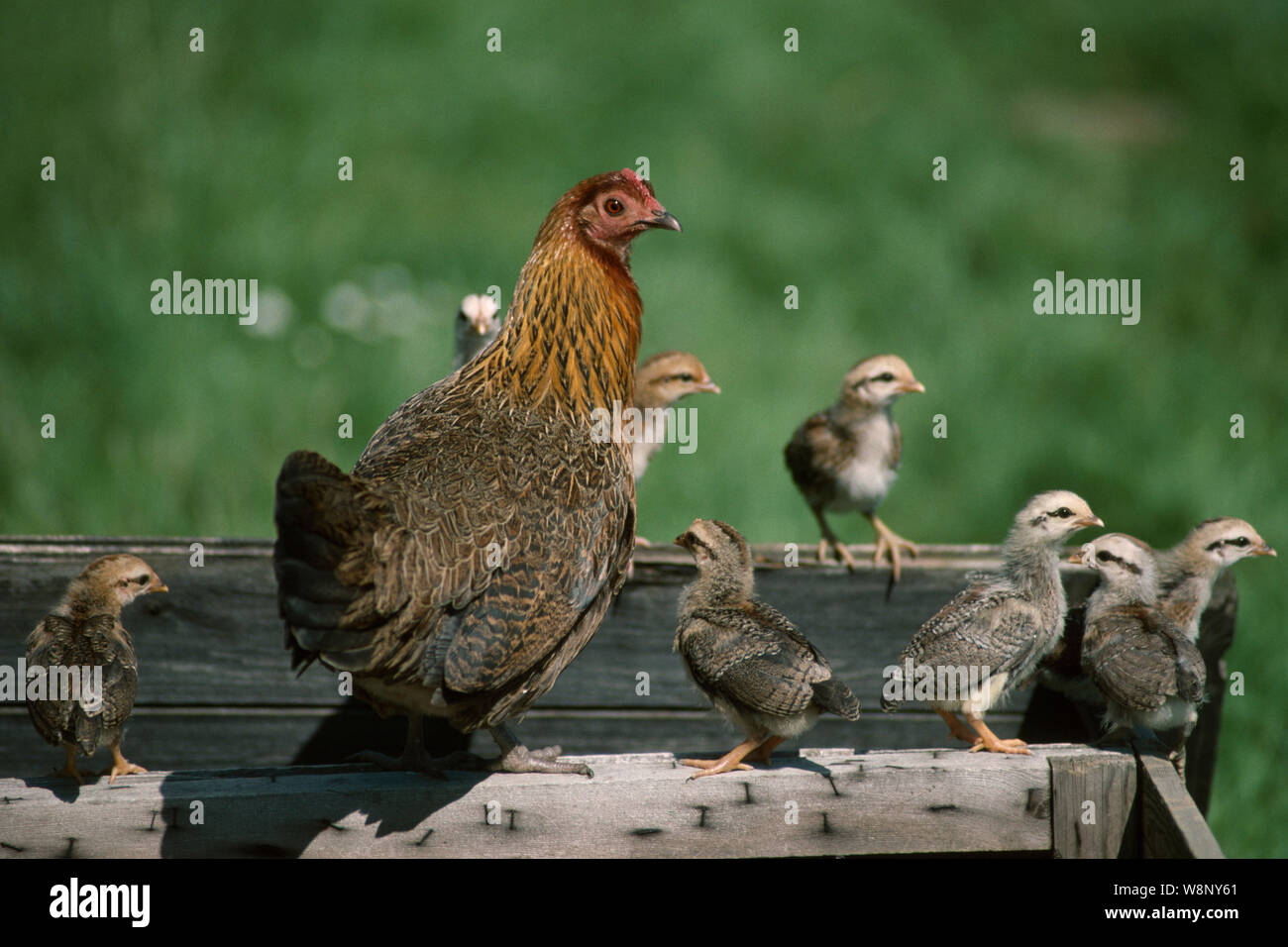 A broody hen, female, accompanied by her ten days old chicks. Free-ranging. Gallus gallus. Perching. Stock Photo