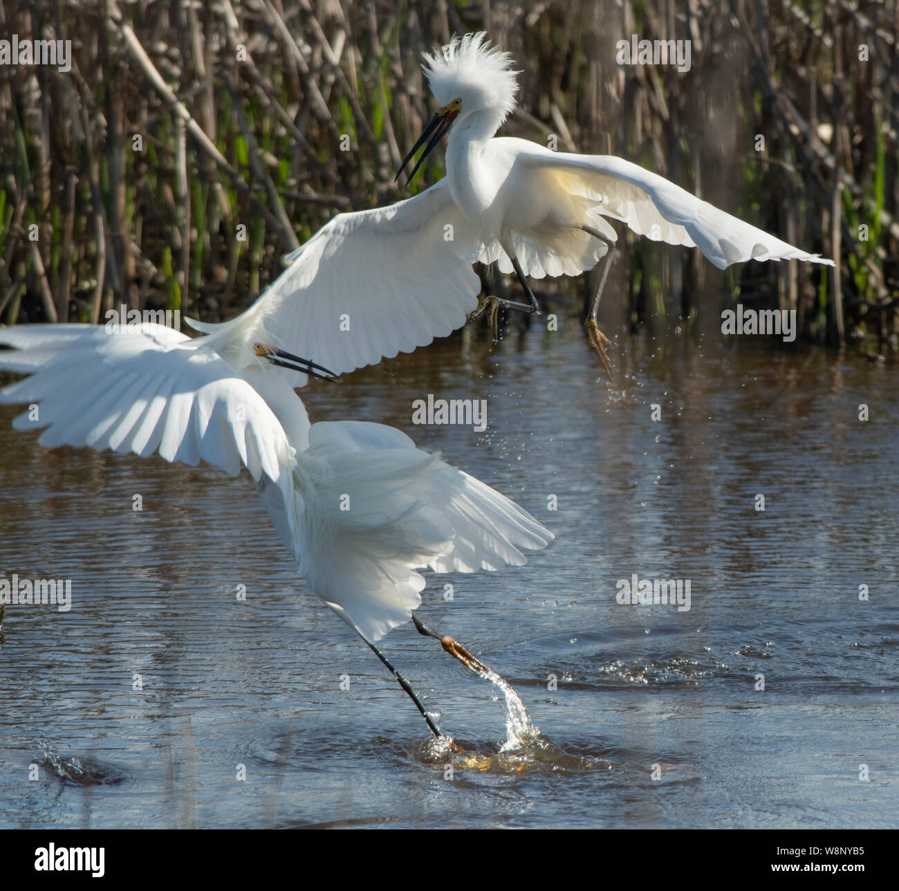 Top 30+ Images edwin b forsythe national wildlife refuge photos Full HD, 2k, 4k Top 30+ Images edwin b forsythe national wildlife refuge photos Full HD, 2k, 4k