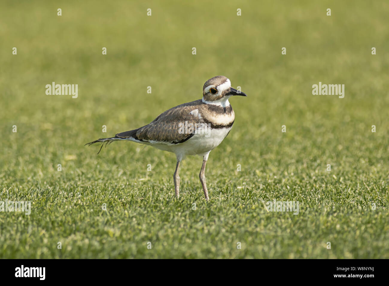 Killdeer bird hires stock photography and images Alamy
