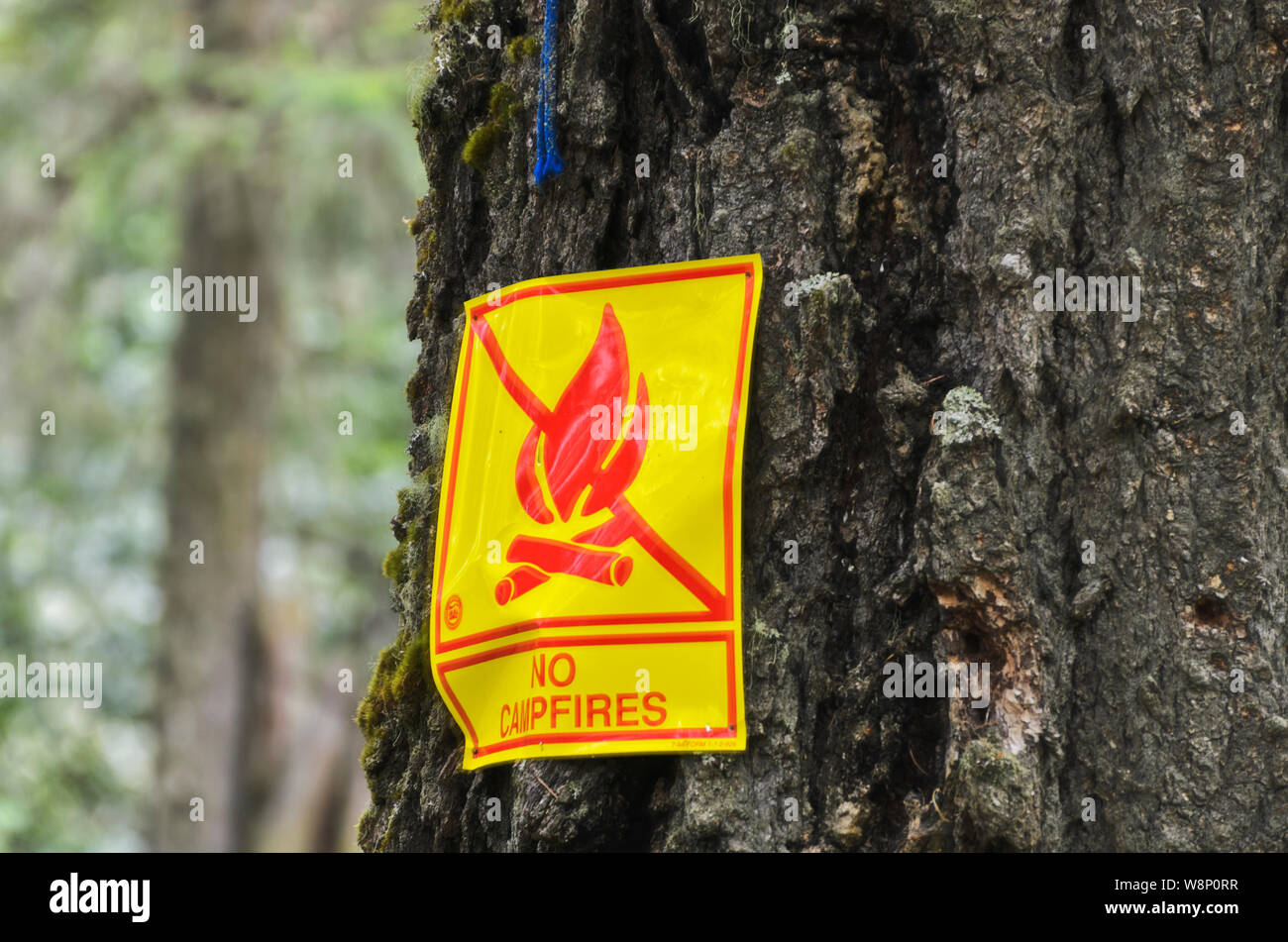 OR: Douglas County, Cascades Range, Cavitt Creek County Park, within the Umpqua National Forest. 'No Campfires' sign nailed to a tree Stock Photo
