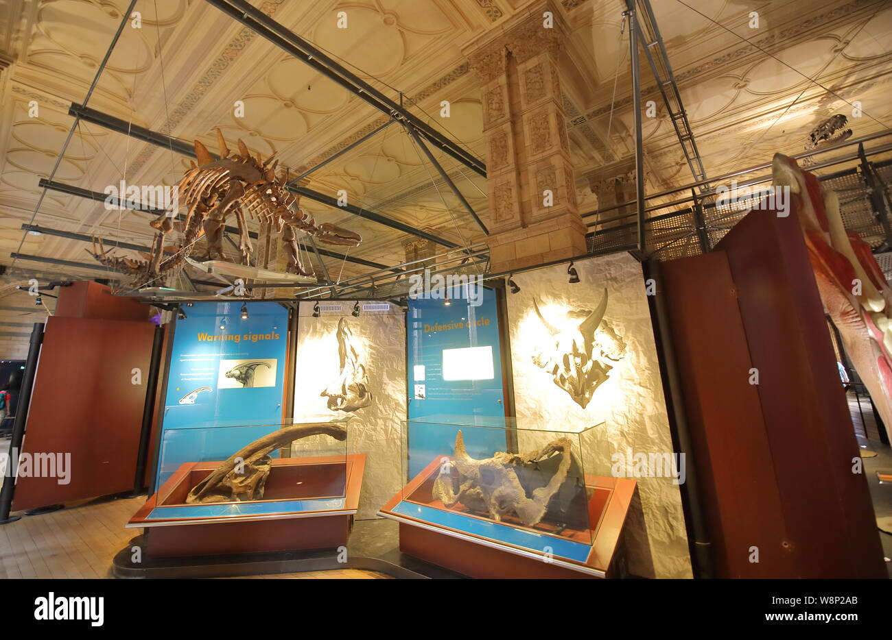 Dinosaur exhibition at Natural history museum London UK Stock Photo Alamy